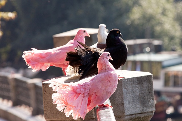 机制上的改 机制上的改